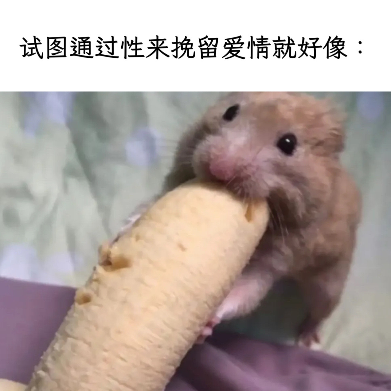 理智爱memes