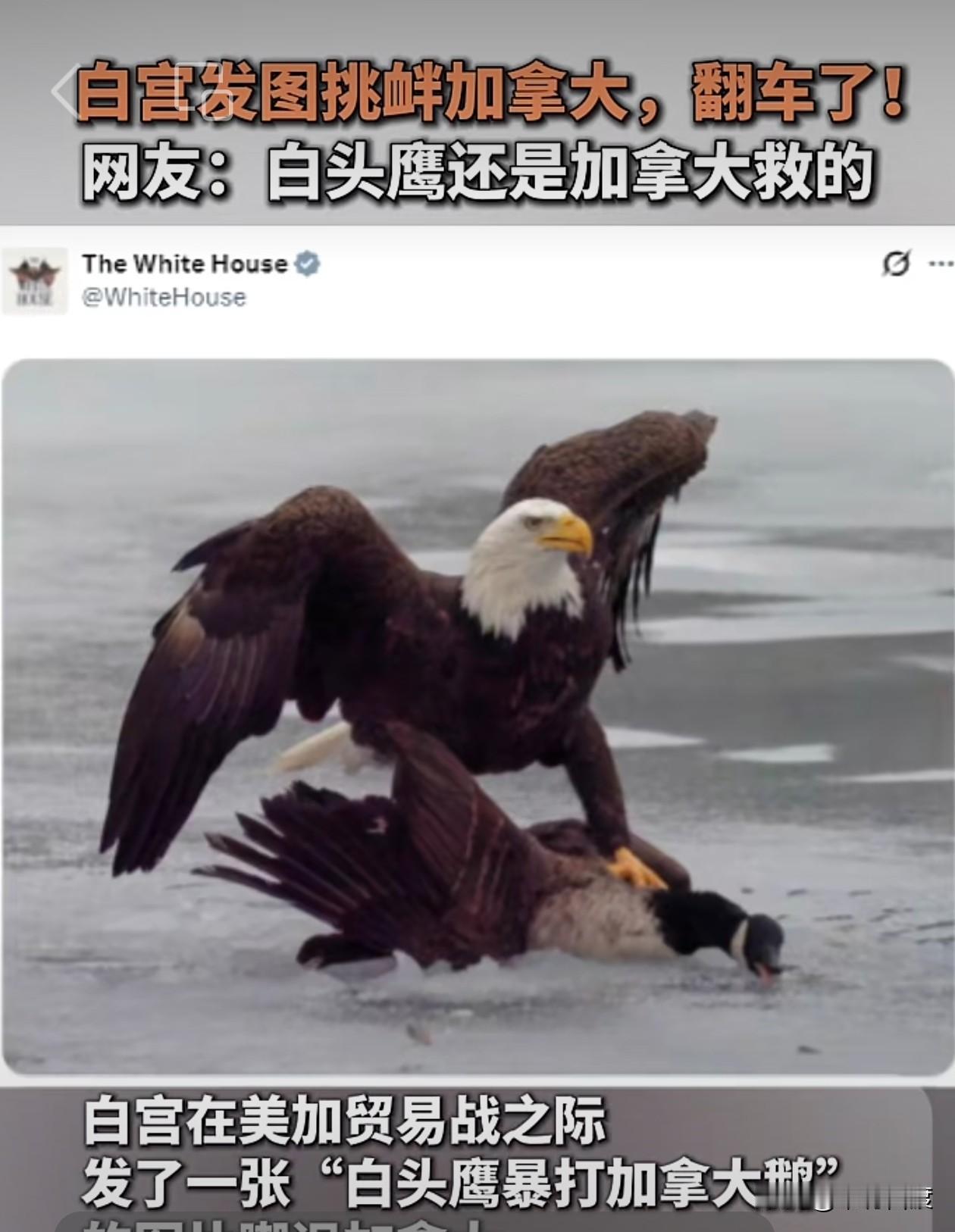 白宫这届草台班子真的是疯了，就在美加贸易战之际，白宫外交部门发了一张美国白头鹰暴
