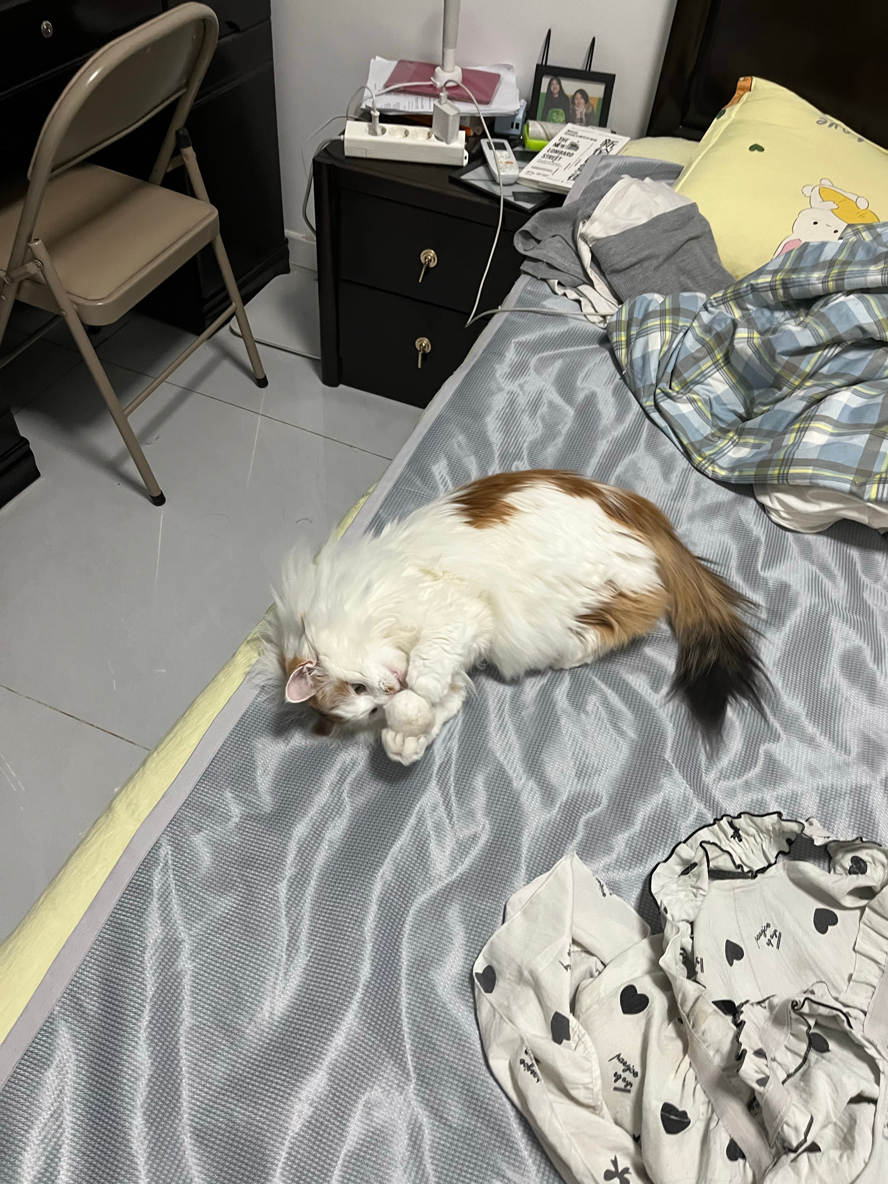 小猫咪荷包蛋小猫咪汤圆用她自己的毛给她戳了个毛球，她还挺喜欢的。