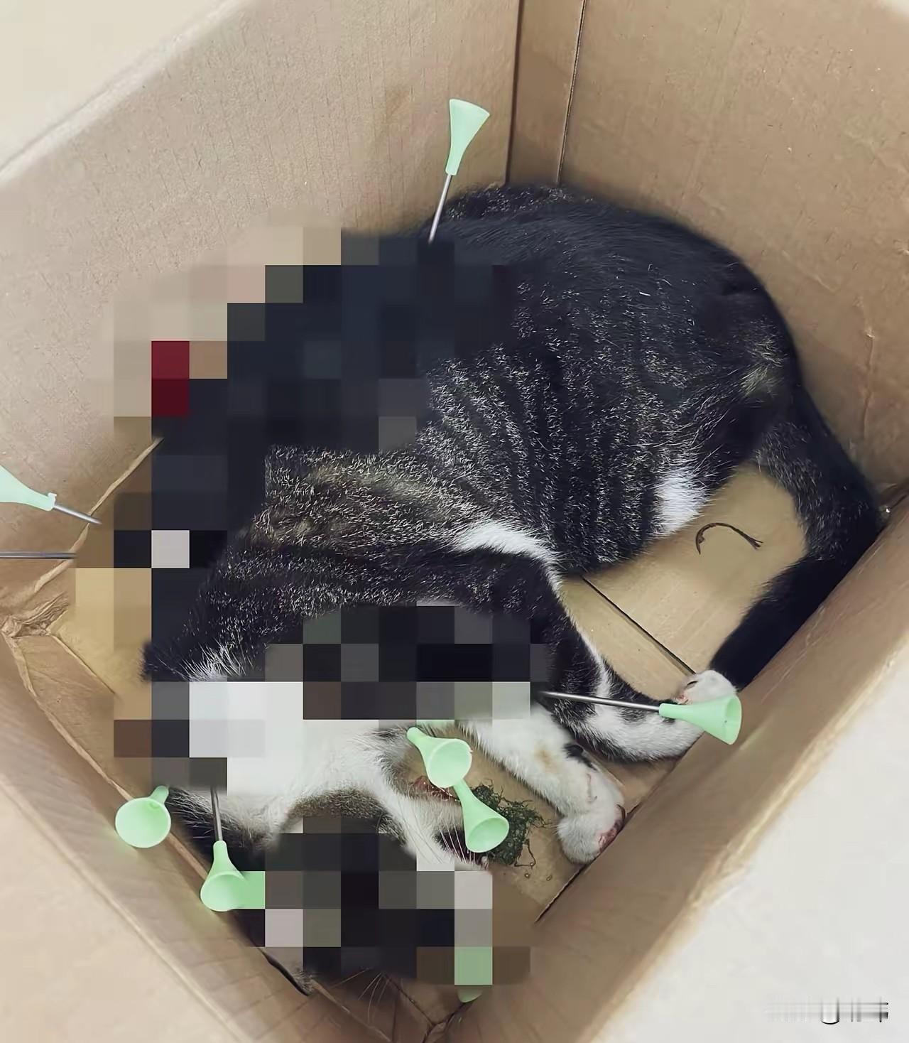 有些人天生就是坏种，一位老大爷收养了一只流浪猫，一直和他相依为命，大爷特别喜欢它