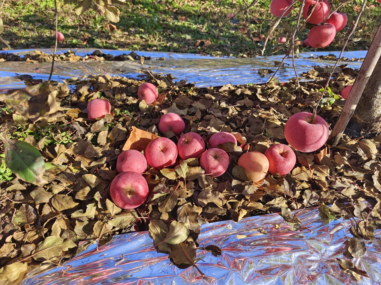 吃着清脆甘甜的栖霞苹果，有谁想到过果农的辛酸，有谁知道苹果的眼泪？勤劳的果农，