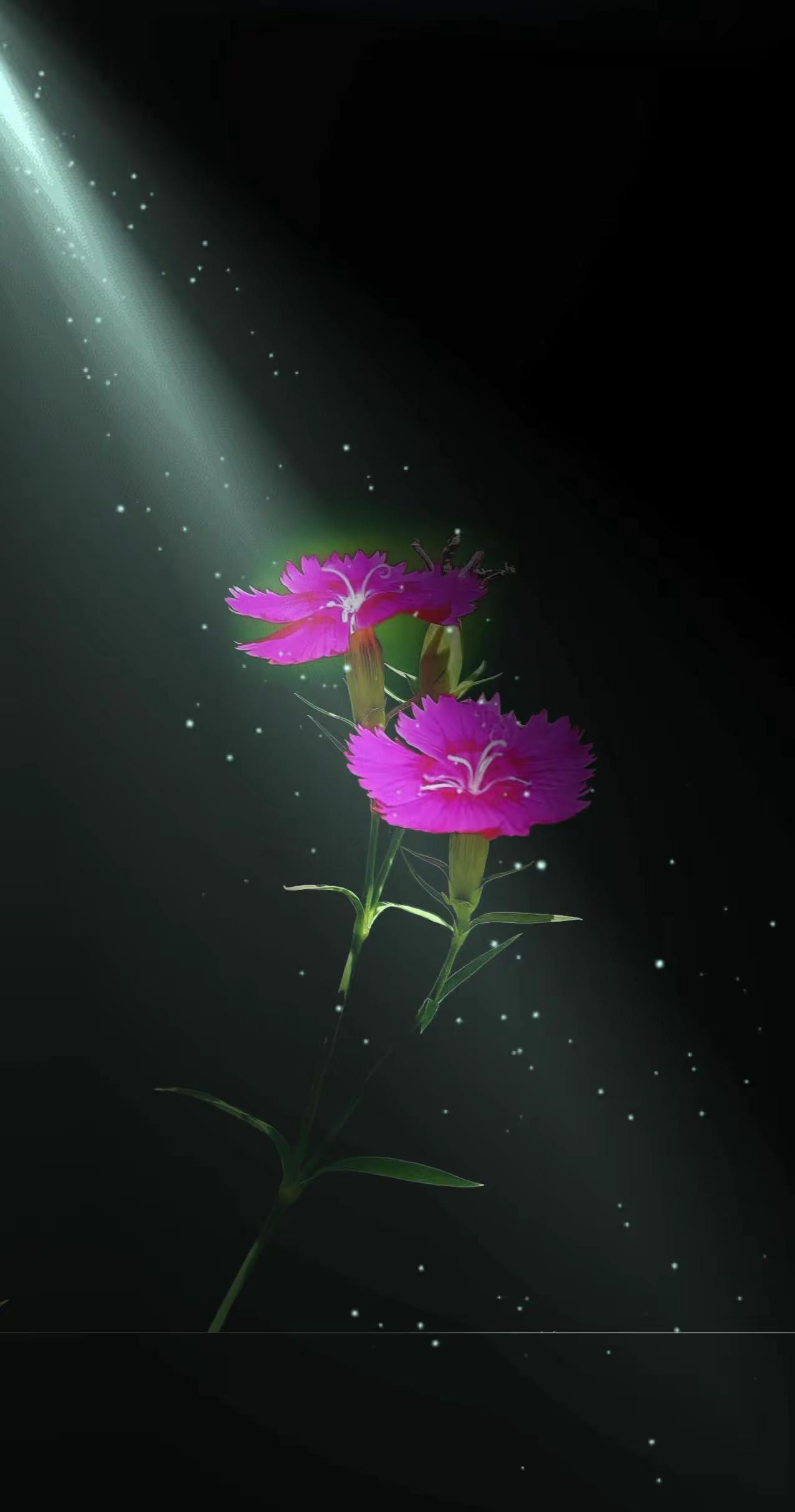 不如拈花笑一笑。拍花治愈系独自芬芳的野花拍花艺术黑背景下的花朵