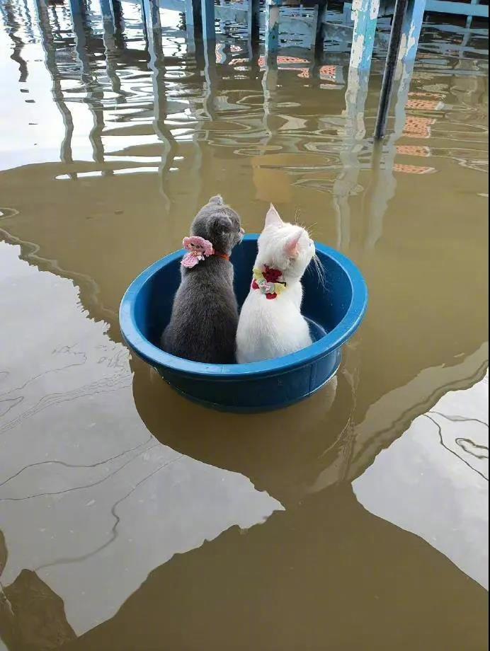 屋外积水，就让猫主子坐在脸盆里...