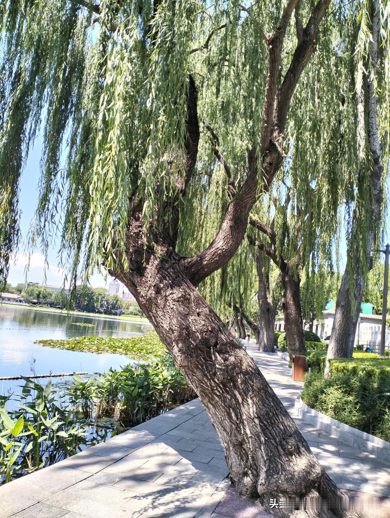 脏还是阿根廷脏？​​​