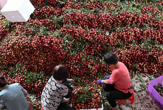 唠“科”话|壳煮水能去火 荔枝真的自带“上火解药”?