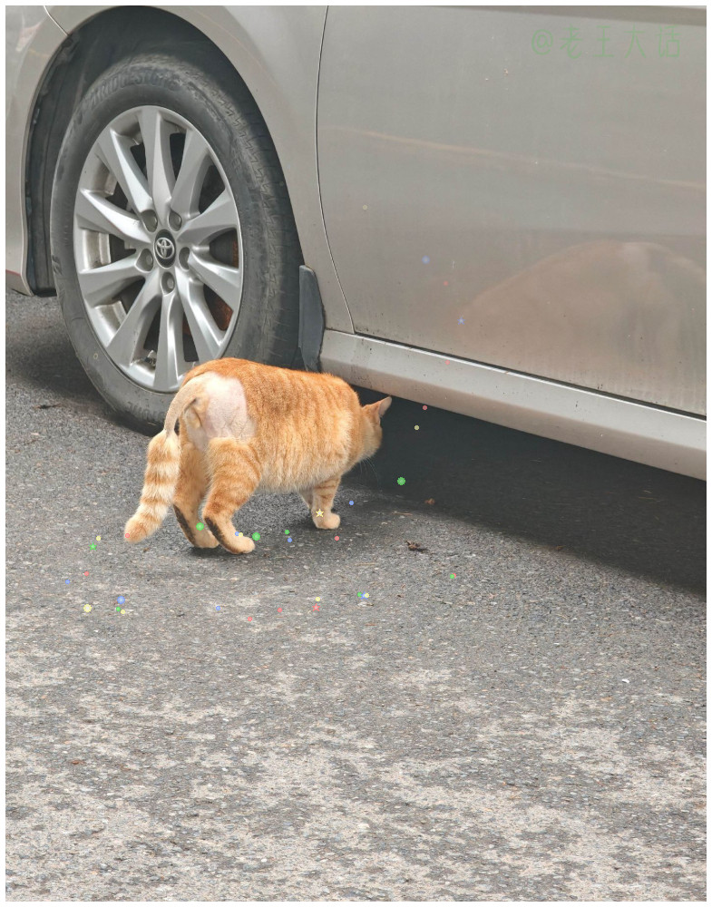 谁！？偷走了小猫的裤衩子！