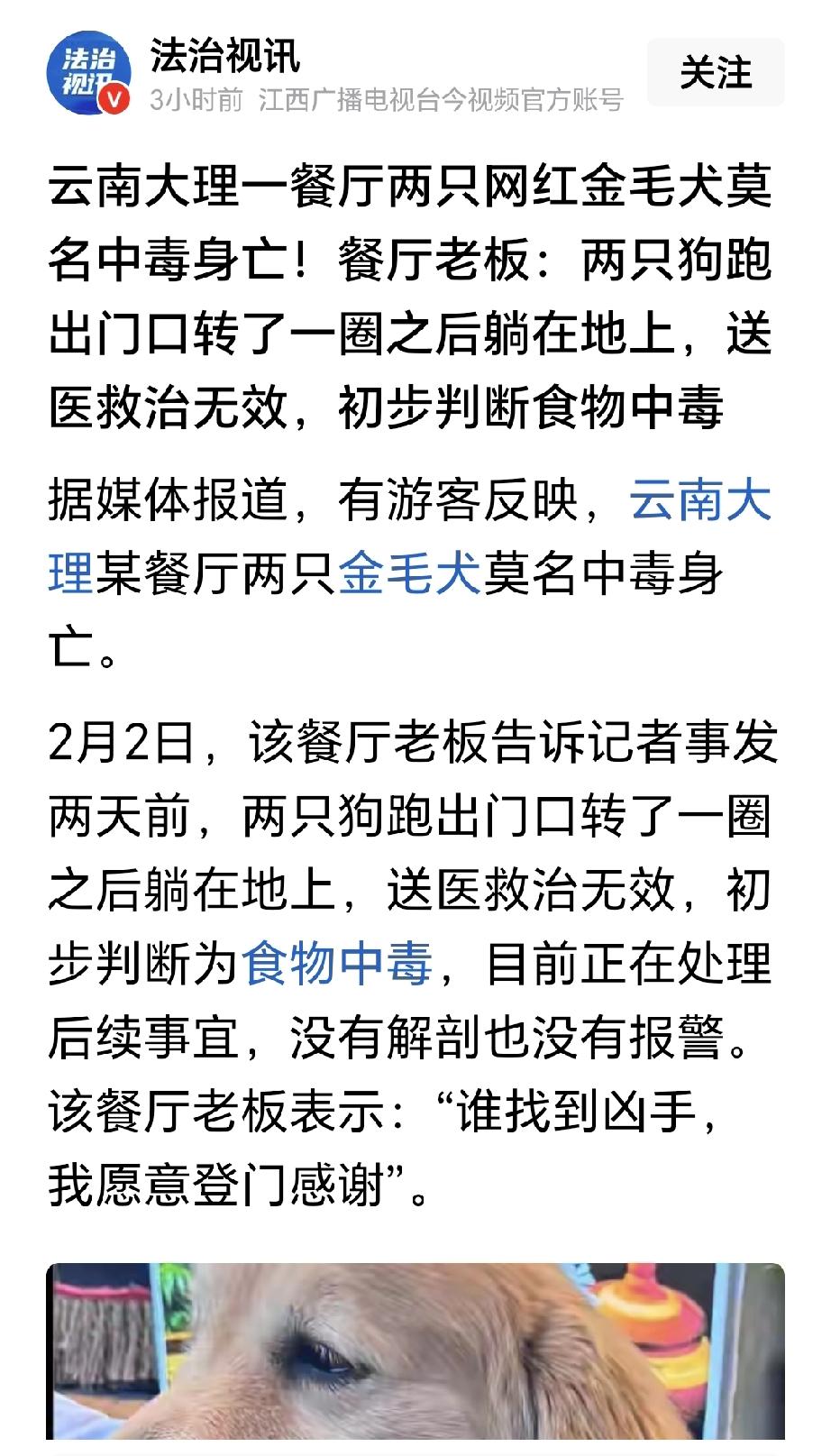 看了这则消息，心中着实有些不解。一个餐厅的狗主人，放任自己养的两条金毛犬到外面