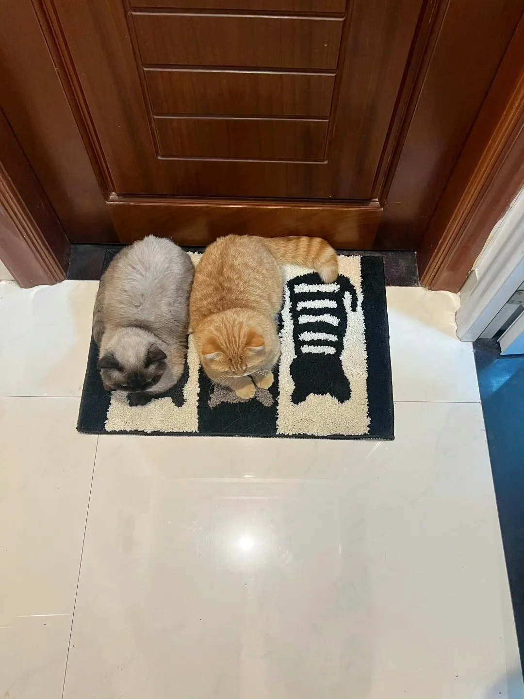 小猫的停车位…
