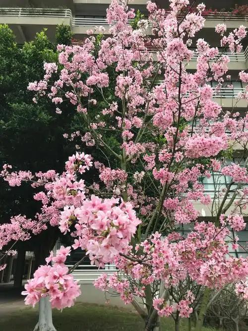 谢邀上联：春风对句桃花院，下联：秋雨题诗枫染山，下联：冬雪铺䇳梅绽枝。
