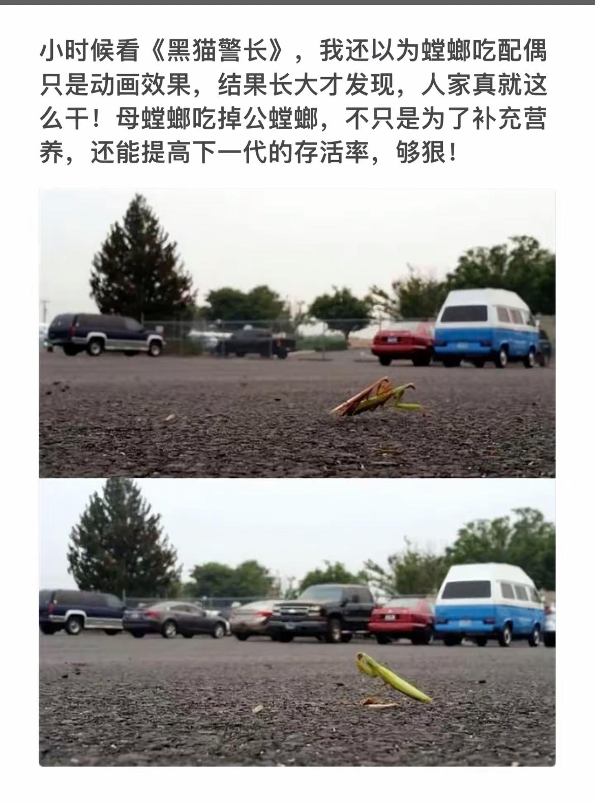 螳螂捕食公螳螂的惊人瞬间！