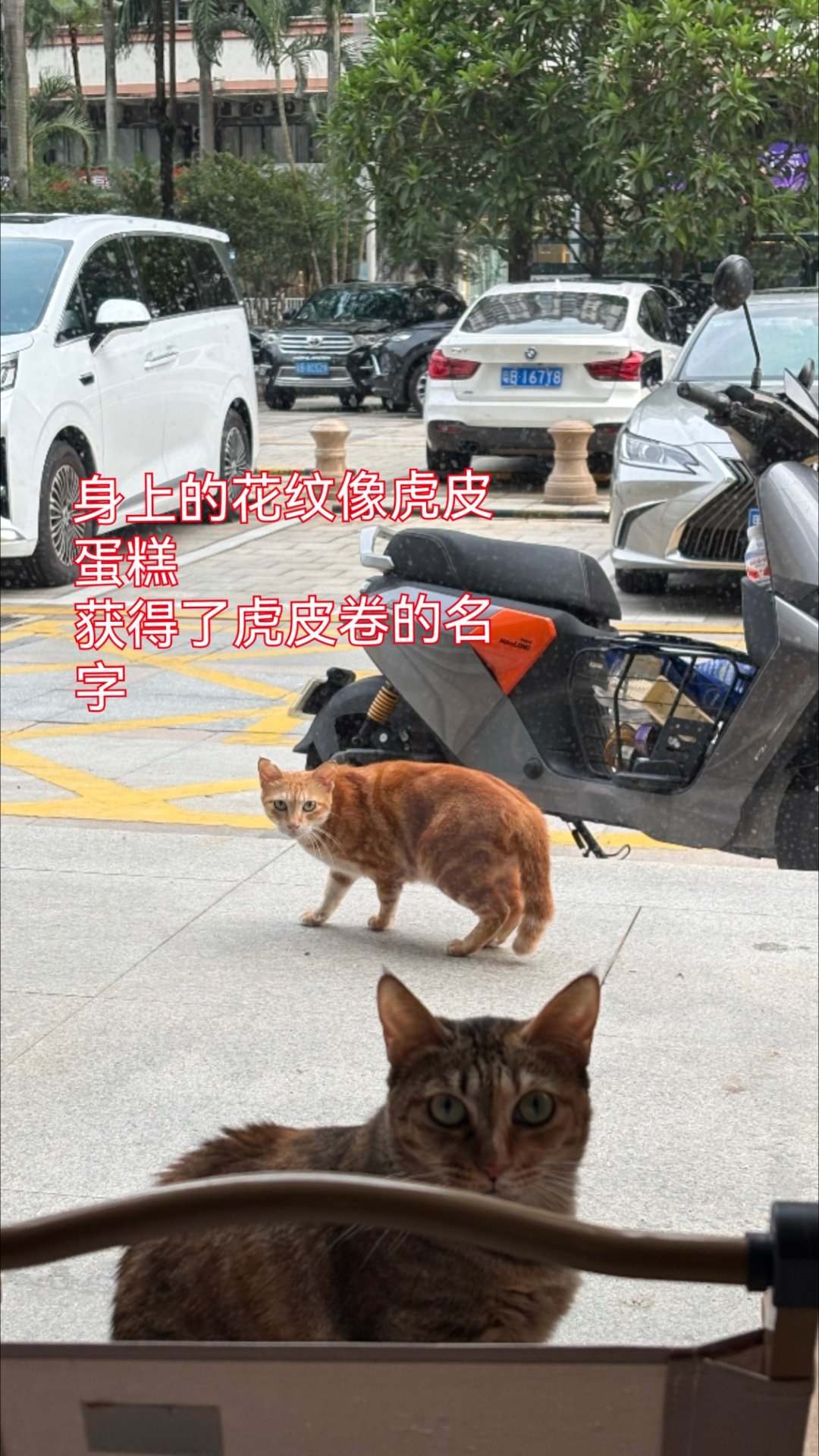 野生仔还很多，还有个养了很多年的虎皮卷，相信很多朋友都很熟悉。。虎皮卷是一个美丽