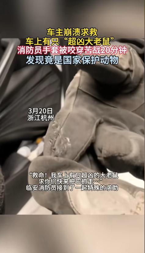 “万万没想到！”3月20日，浙江杭州，当地消防接到一起报案，对方称车里有一只超凶