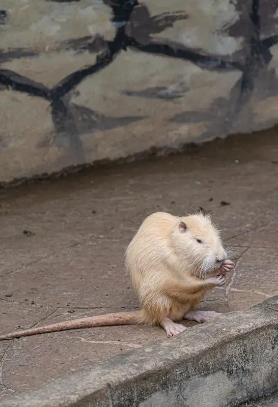 最近广东韶关一小区可热闹了，蛇鼠成了常客，业主们无奈地自嘲“蛇鼠一窝”。从202