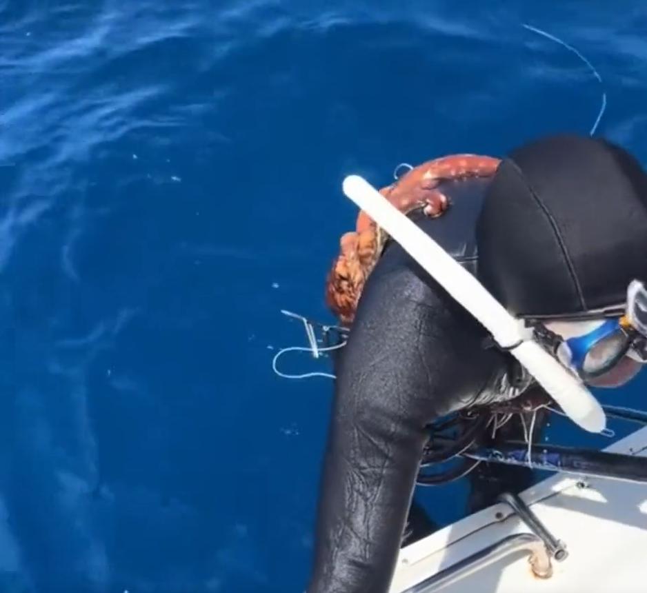 意外之喜！一男子见气温回升，便乘船到海上早春潜水，没成想，在水下却被一条巨型章鱼