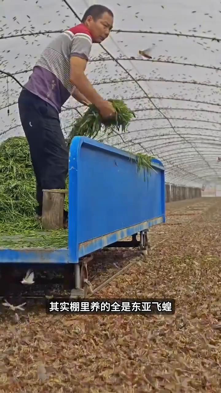 注意看，这个大哥把一捆草直接扔进棚里，你以为是在喂牛羊，其实棚里养的全是东亚飞蝗