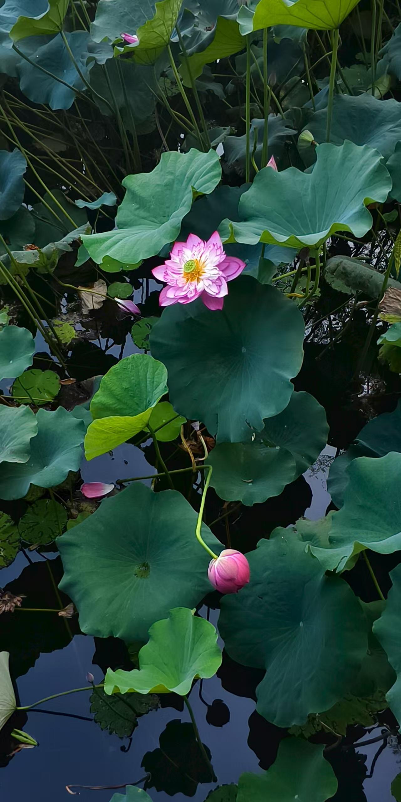 今天，我给公公婆婆找的钟点工保姆到位了。早晨，我在婆婆家门口与保姆见了一面。她