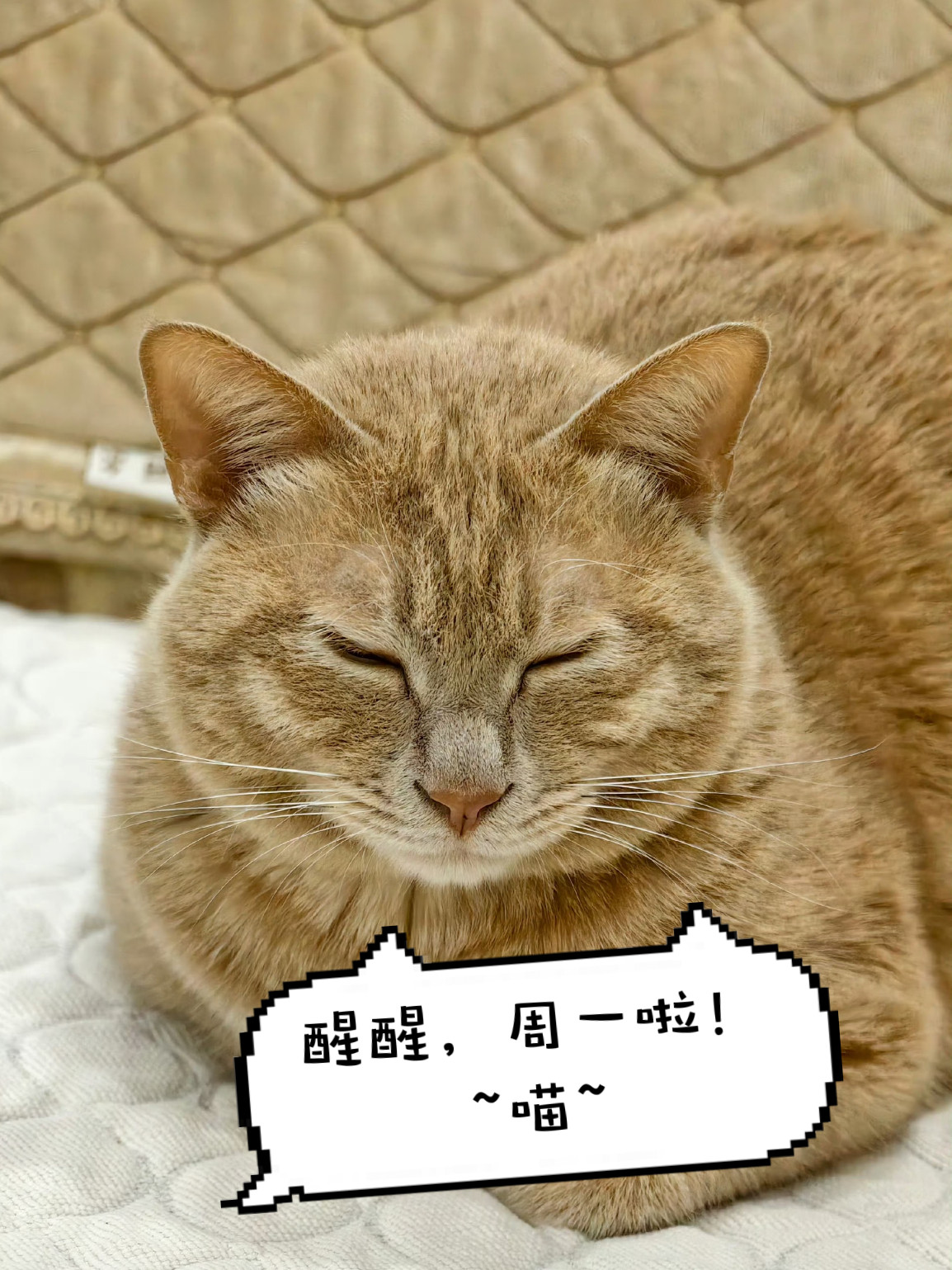 👀一眨眼就周一了，早知道就不眨眼了早上蚝～各位家人早安卷妹的唠嗑