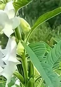 数学大师丘成桐，狠批学术“帽子”工程：我们正在逼科学家变成计件工“真学者”与