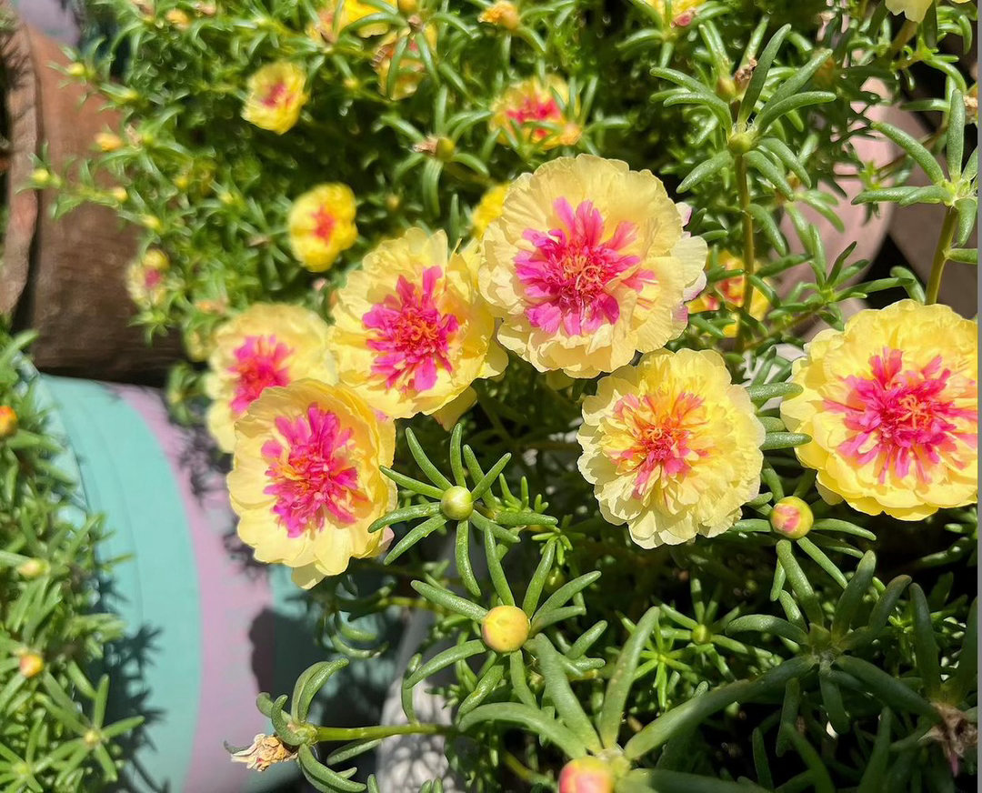‎种植甜心宝贝是籽播太阳花（大花马齿苋）中的一个热门新品种，属于“甜心系列”，