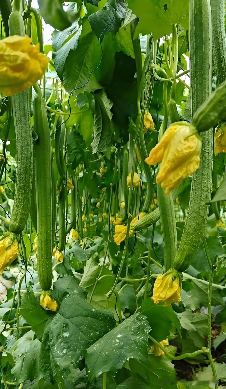 丝瓜喜暖怕冻，播种时机别乱选。露地种植需等霜冻散尽，地温稳定15℃以上再播种最稳