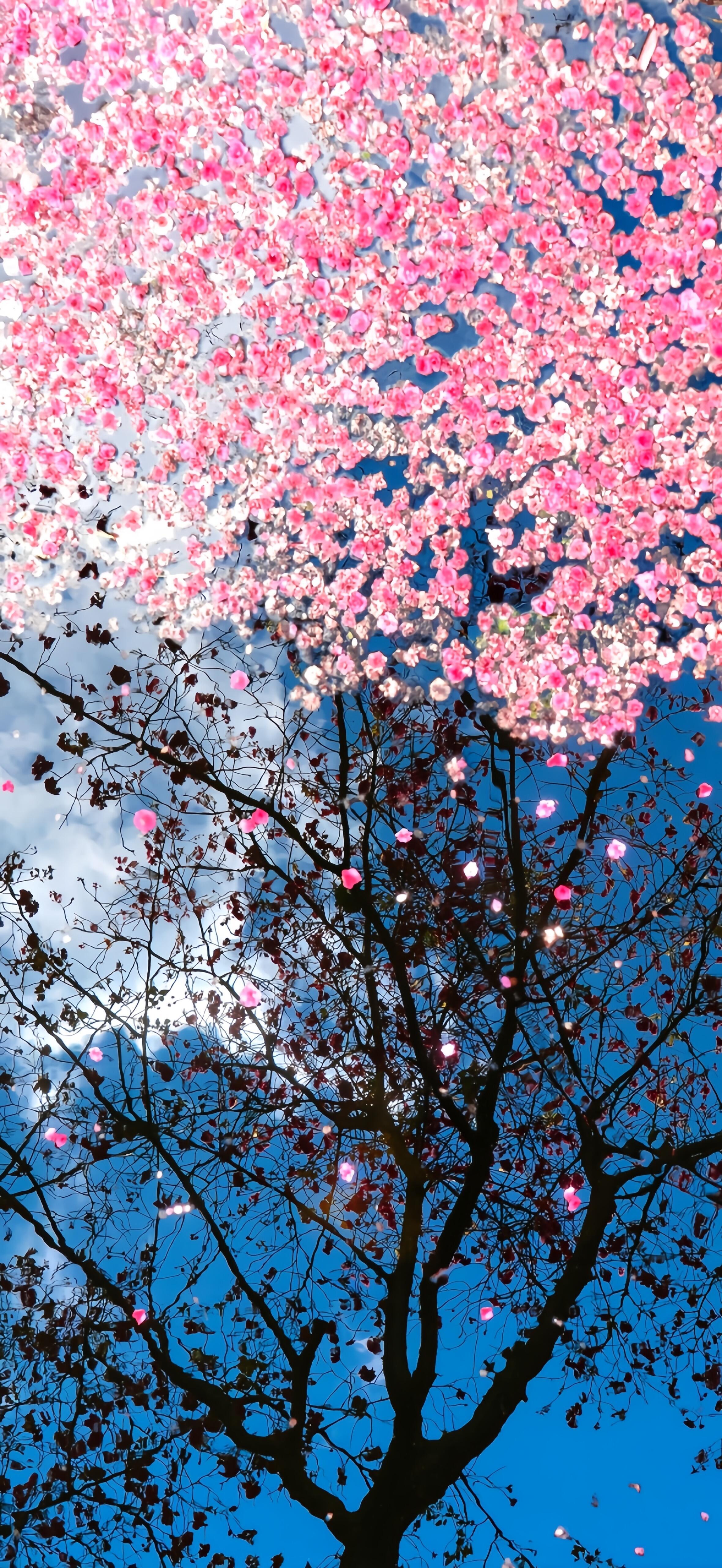 治愈系风景壁纸｜春天是个盛大的形容词🍃₊⊹🌸˚