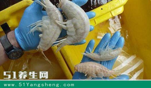 岛国渔夫无意打到深海 “怪虫”, 知道真相后浑身发麻!