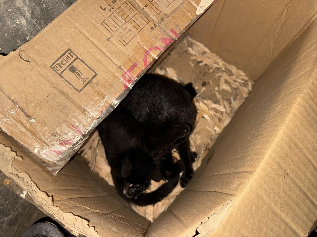黑妞生猫宝宝啦，精心为它设计了两个不同风格的窝，场地选择在冬暖夏凉的岩洞内，可黑