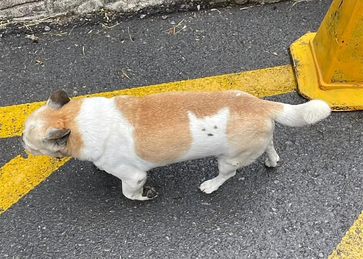 小狗有个形影不离的猫朋友​​​
