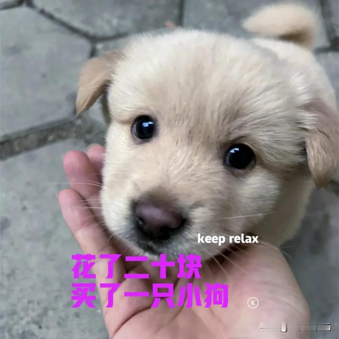 今天镇上赶集，去给家里的狗子买了几斤鸭肝。路过卖鸡鸭的地方，看到一位大爷在卖小狗