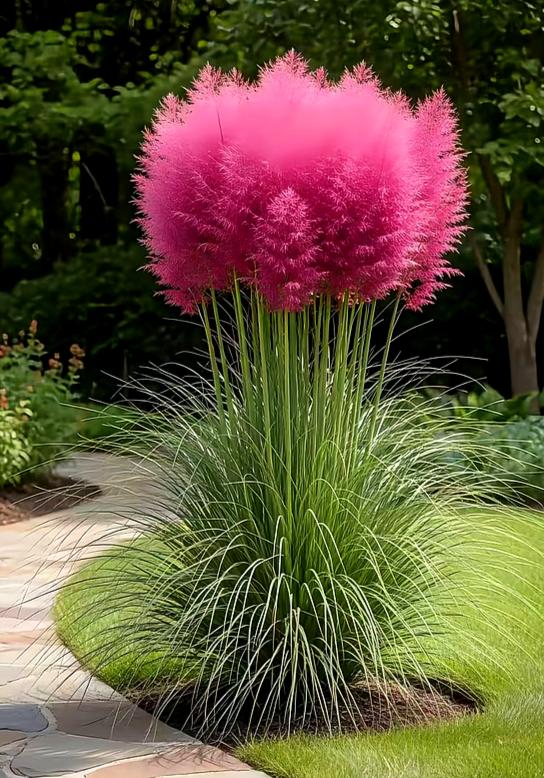 粉色蒲苇，是大自然的棉花糖