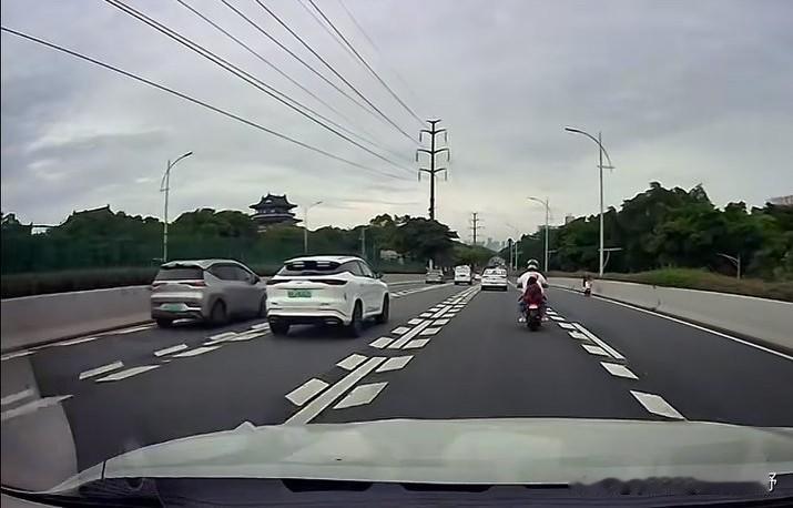 广州海珠新滘东路与新滘西路上胆大的电鸡。有车主在广州新滘路行驶时，发现一些电鸡还