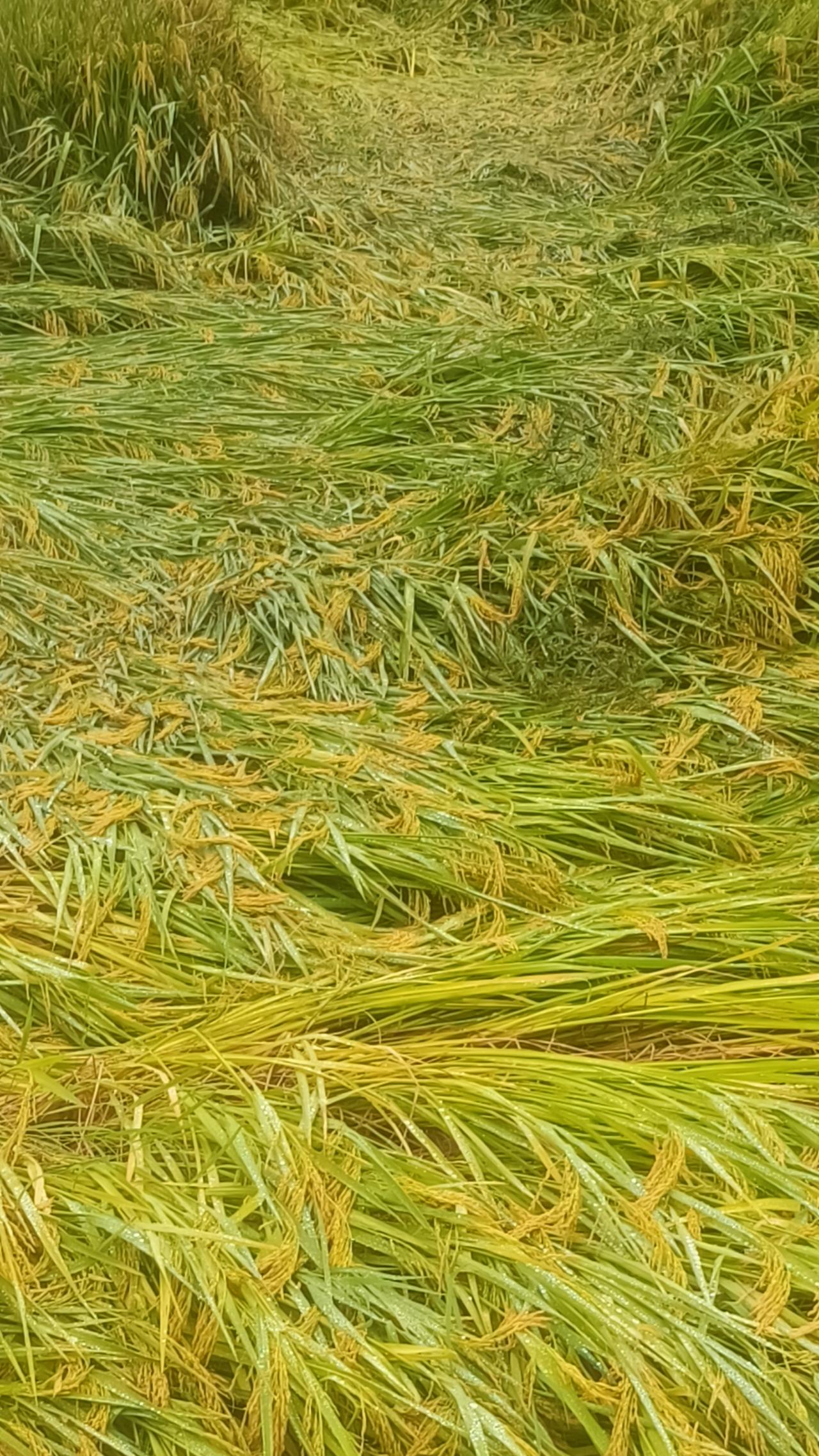 今年的稻谷估计连去年1/3的收成都不到。前一段时间稻谷开花的时候太干，将近40