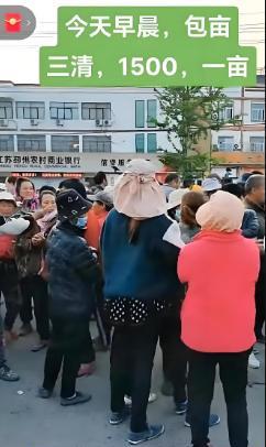 今年起蒜二姐夫出憨力了，往年要花4000块请人帮着起蒜、拉蒜、平整田地、种玉蜀黍