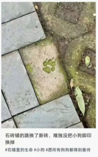 没把小狗脚印换掉