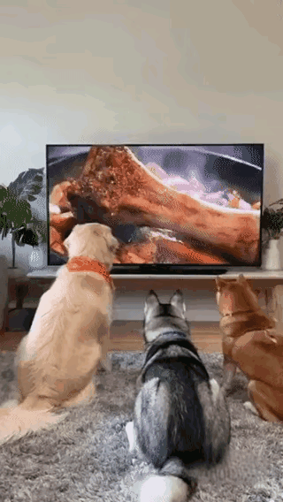 毛孩子隔着屏幕，看到了美味，这是真馋了，忍不住扑了上去，结果电视机废了，美味也消