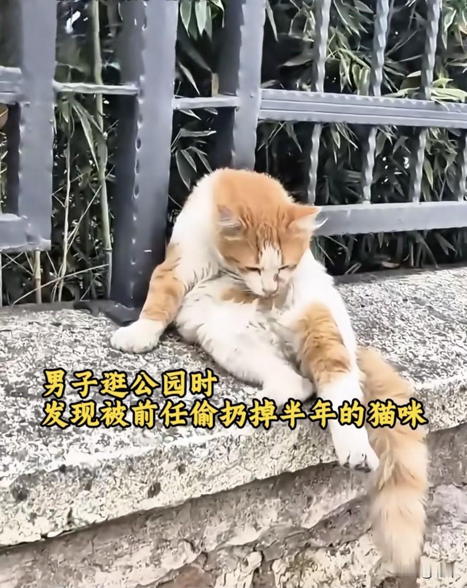 泪目了！一位小哥哥和前任在一起的时候养了一只猫咪，他们分手后，小猫就留给了前任。