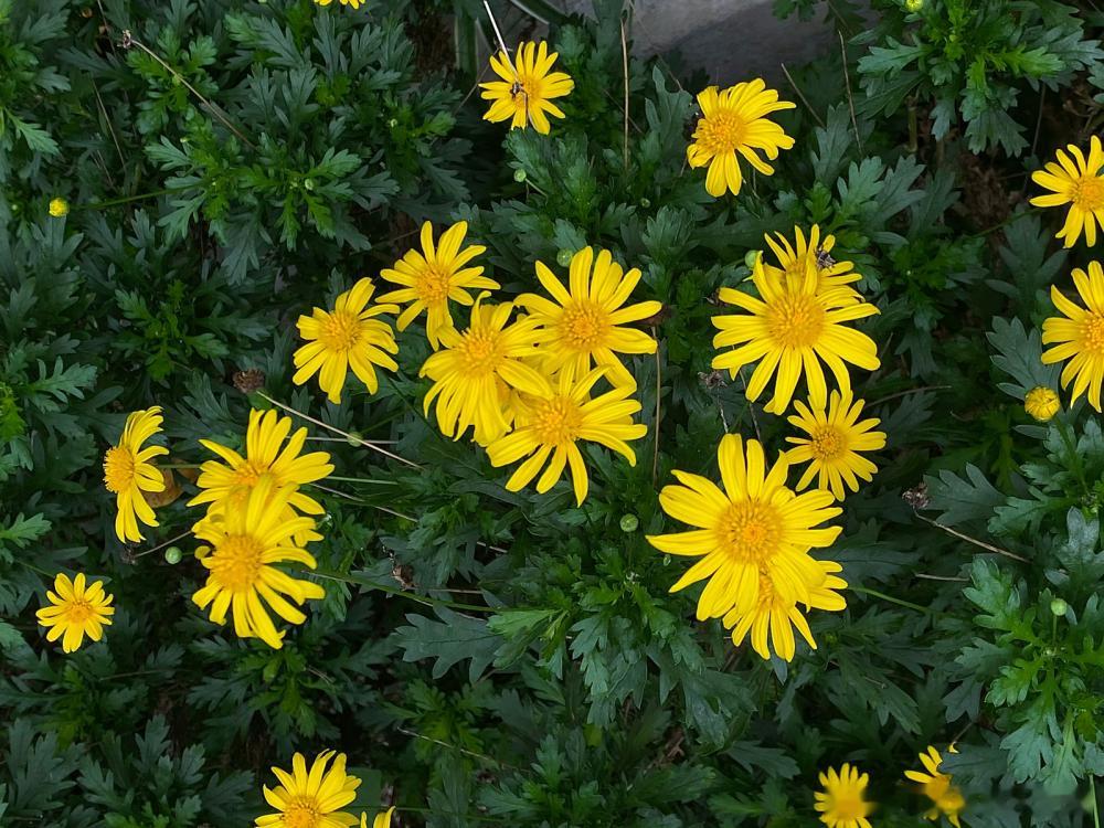 属牛人2026年运势分析在2026年当中，属牛人整体的命运也会表现出起起伏伏，波