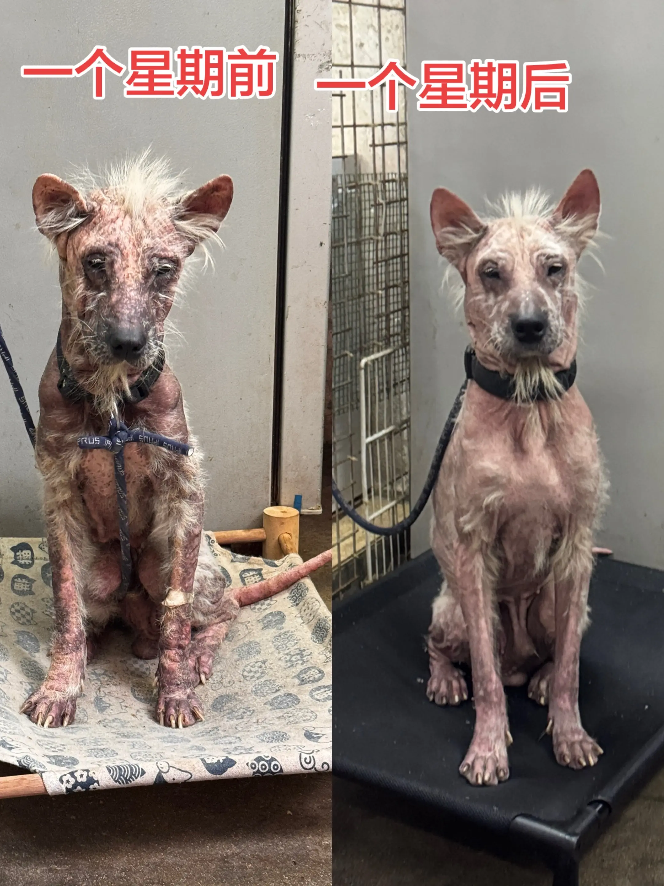 我们 发图片给大家看，并不是炫耀我们自己治疗皮肤病有多厉害，多牛逼，我...