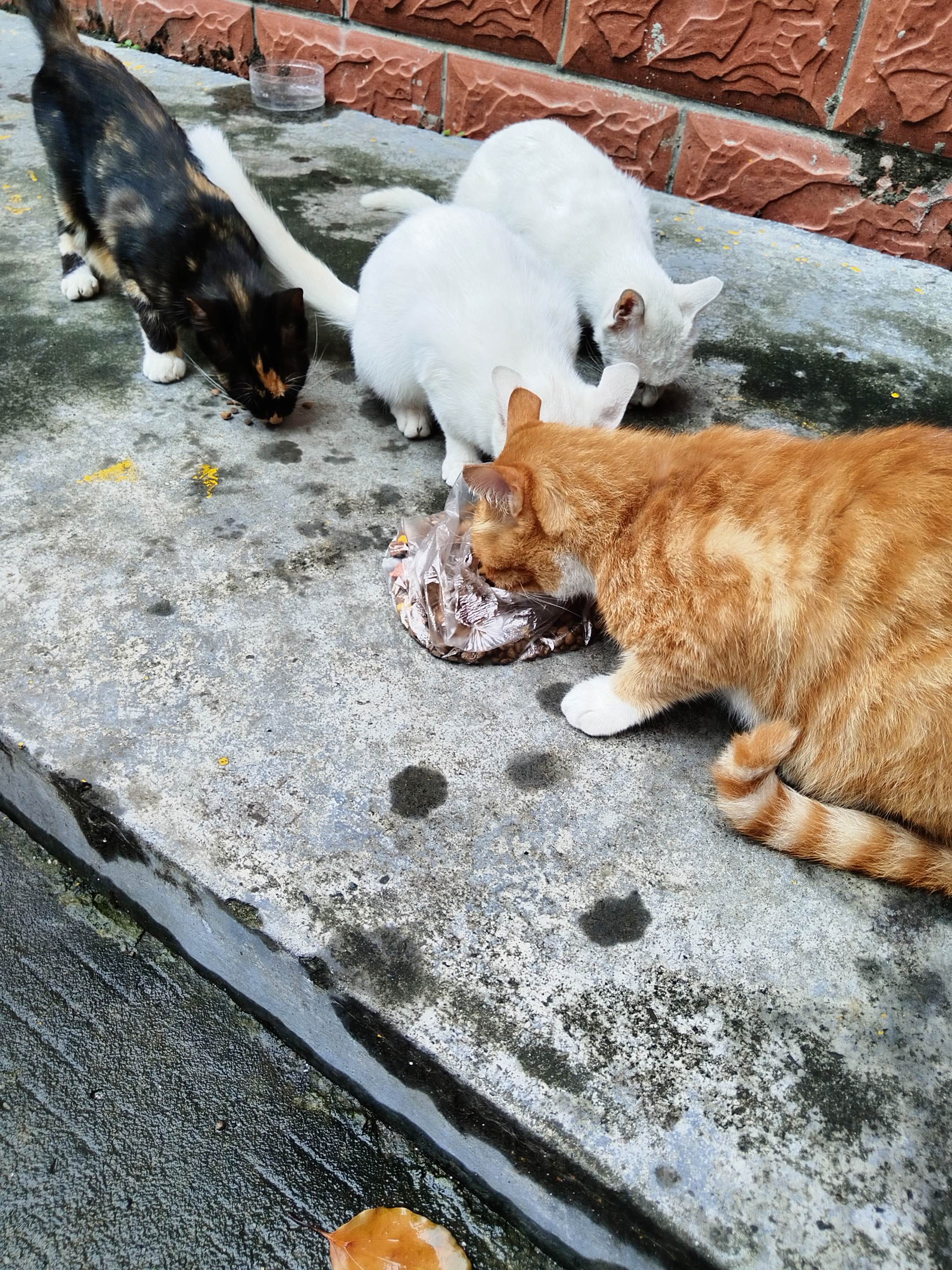 有人说投喂流浪猫的人有大福报，其实我想说，真正对小动物好的人，没有一个...