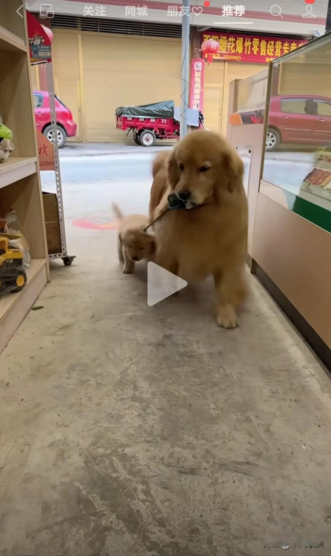 金毛牵着狗崽来到商店，将狗绳递给老板，那意思仿佛在说这是我的亲狗崽，用来跟你换点