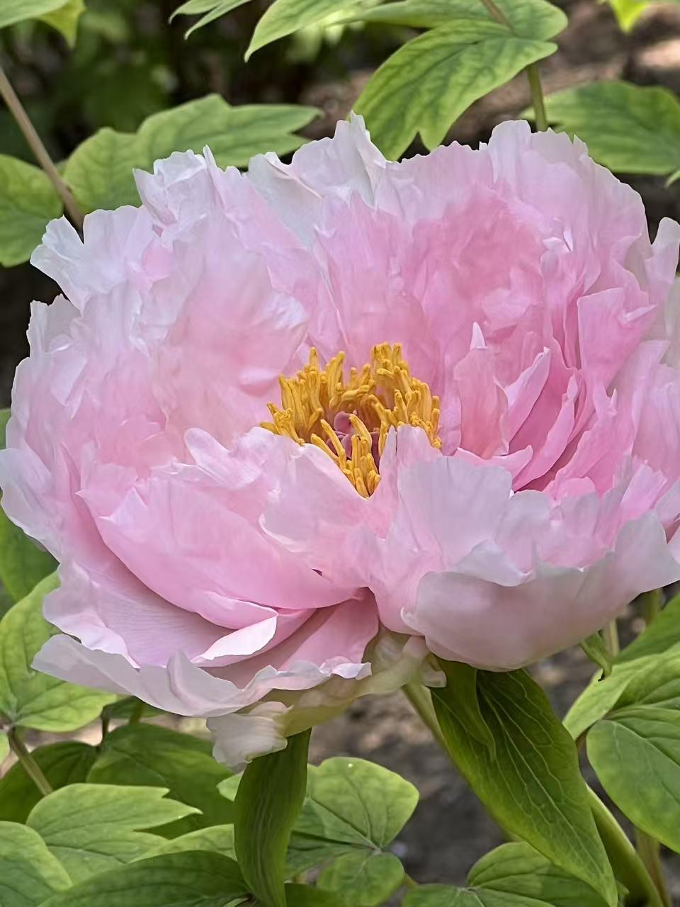 牡丹不愧是“花王”，品种多到让人眼花缭乱，盛开时姿态各异，美得让人挪不开眼。就