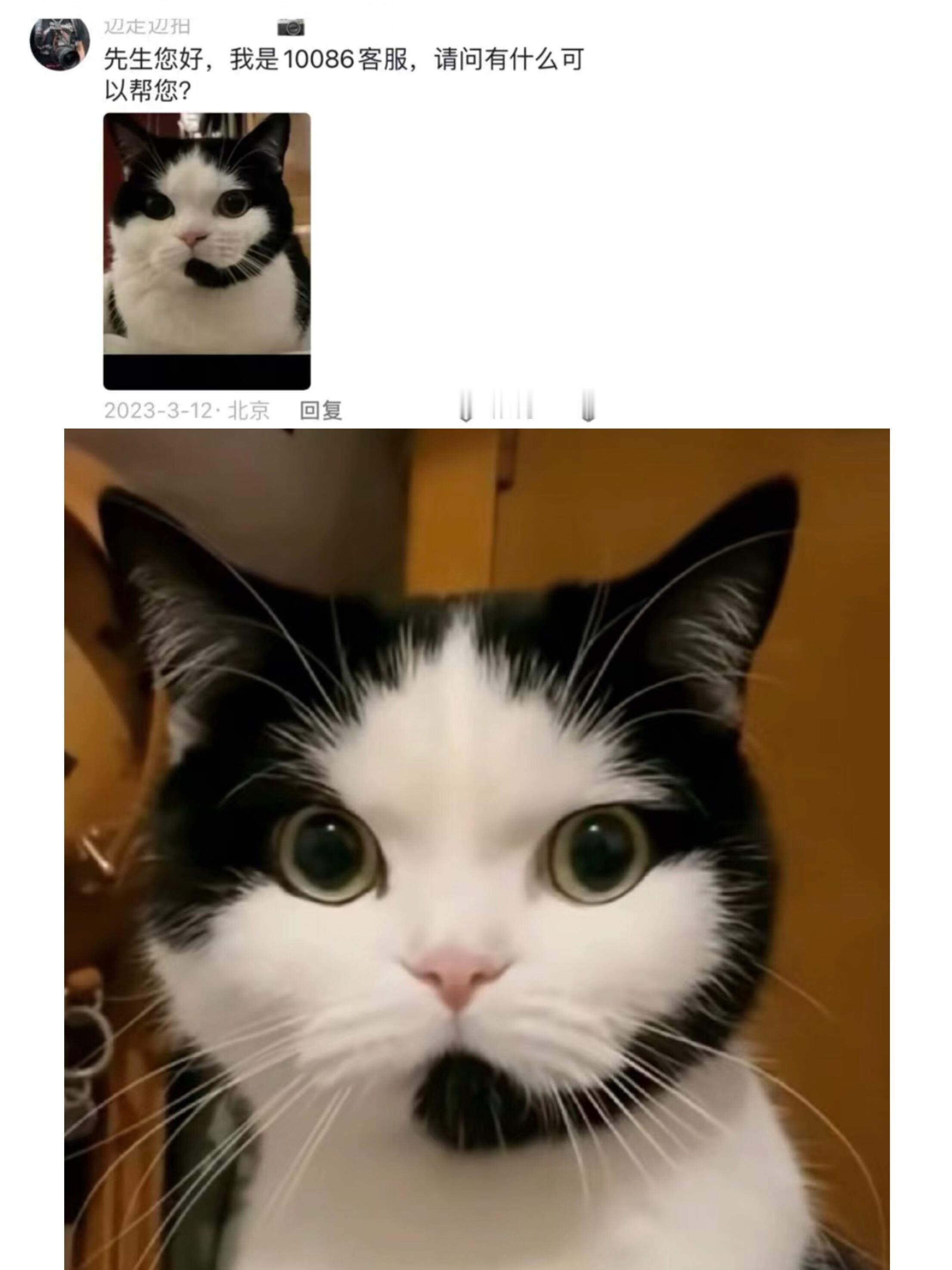 一些很有特点的小猫咪纯享，人类不能没有咪😭
