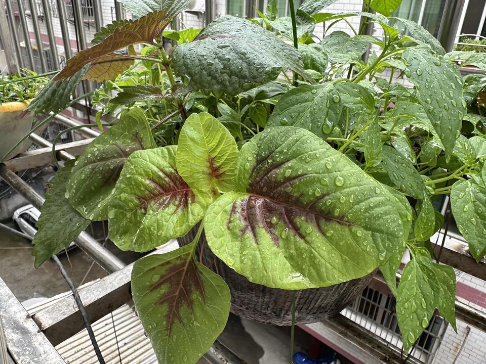 别人家的花盆里种着月季、茉莉，我家的花盆今年却长出了一丛丛青翠的蔬菜。最东边那个