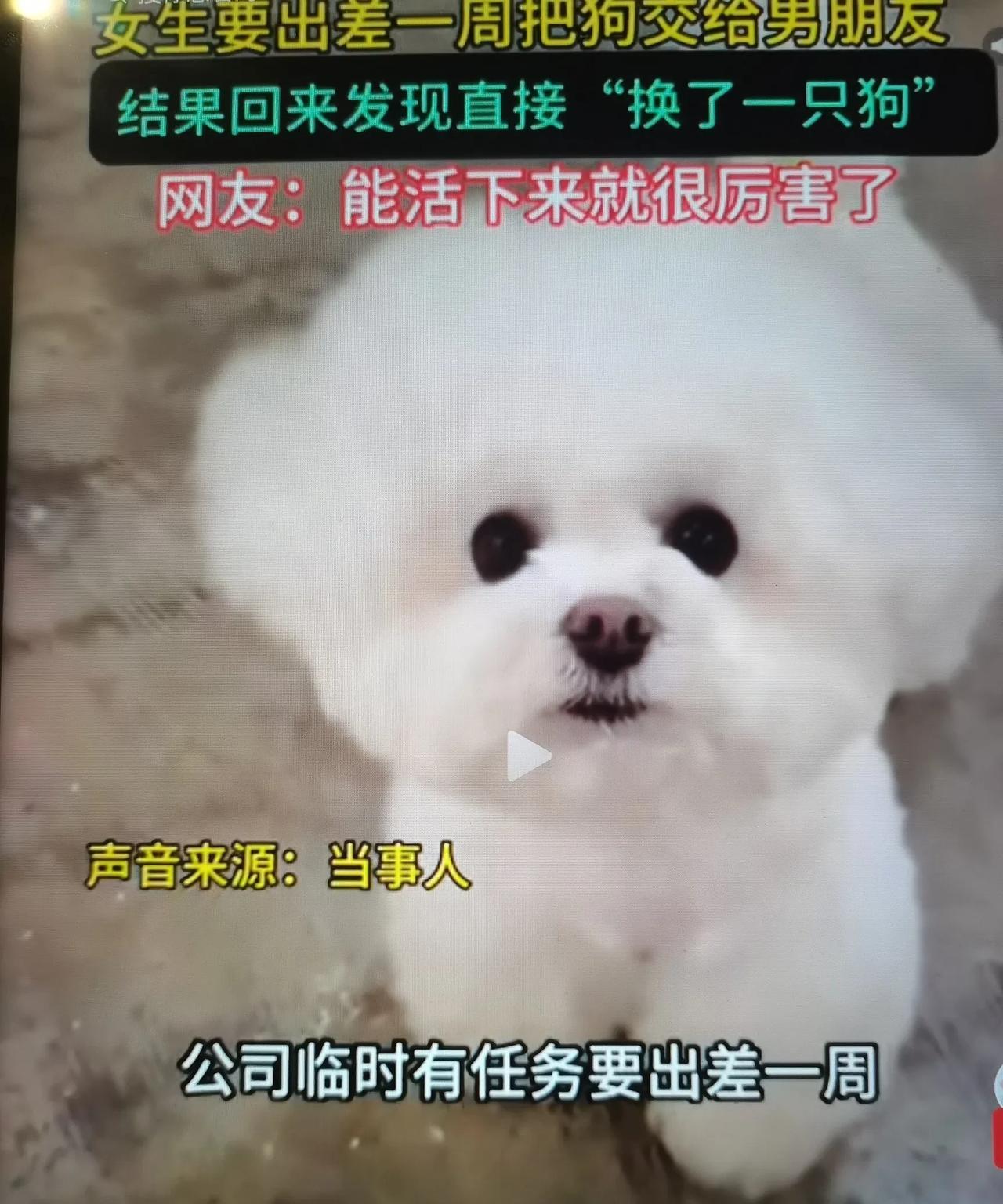女子出差一周把狗交给男友，结果回来后一看傻眼了！网友笑趴：能活下来就很厉害了！