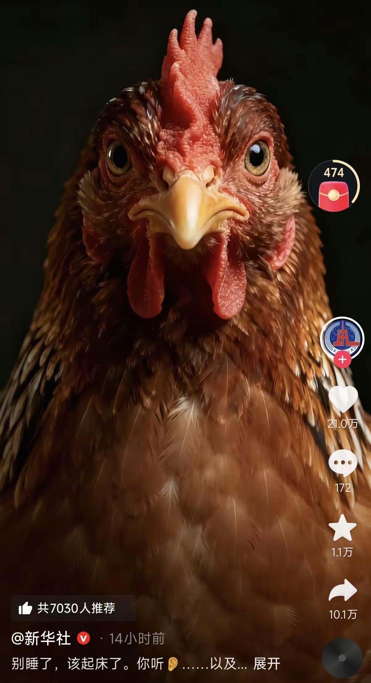 这是母鸡，不是公鸡！要有生活常识！央视媒体发一张母鸡图片，寓意何为？