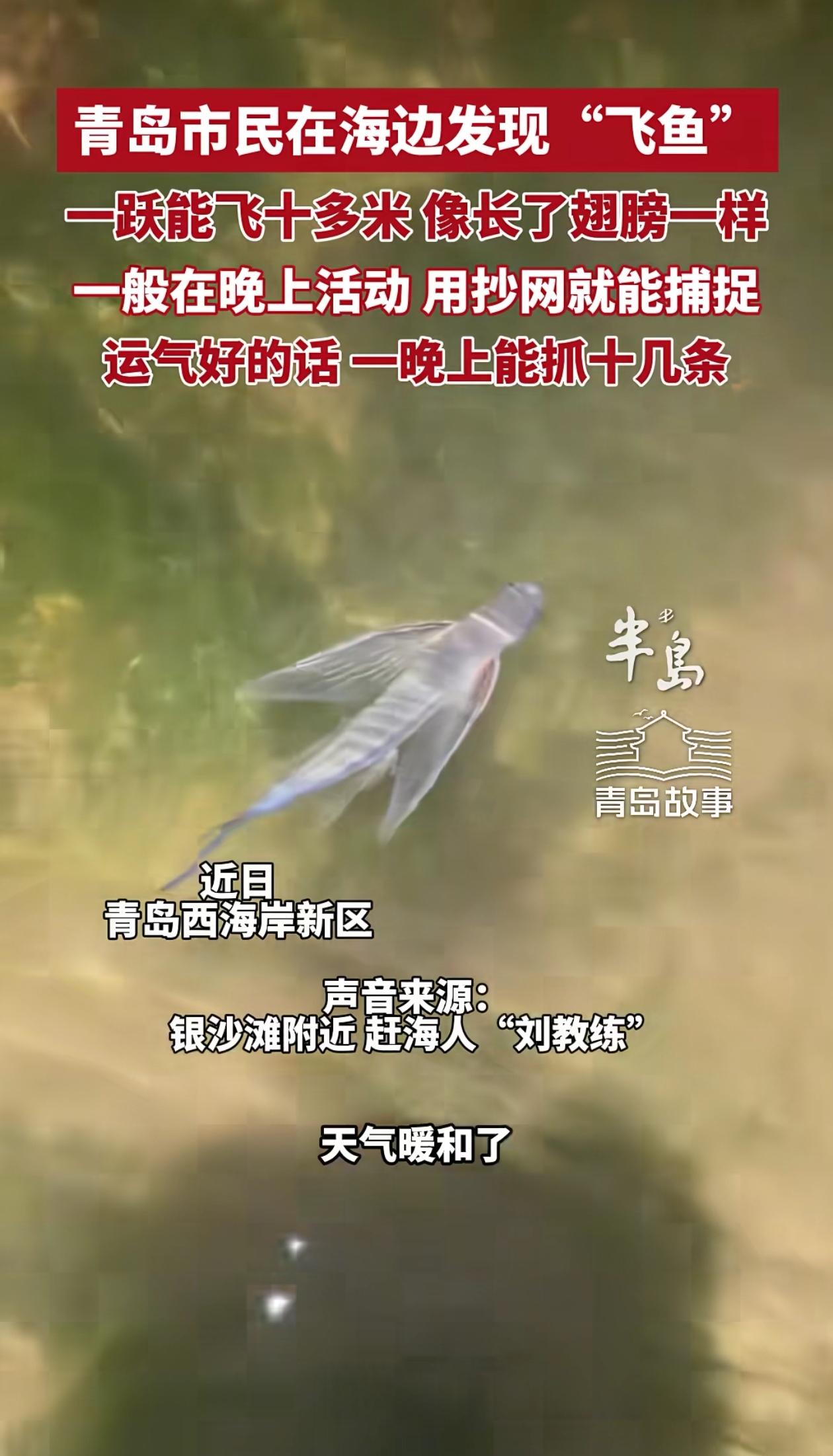 活久见！山东青岛，男子在海边捉鱼，发现有一条鱼竟然带着翅膀！他刚想低下去捉鱼，没