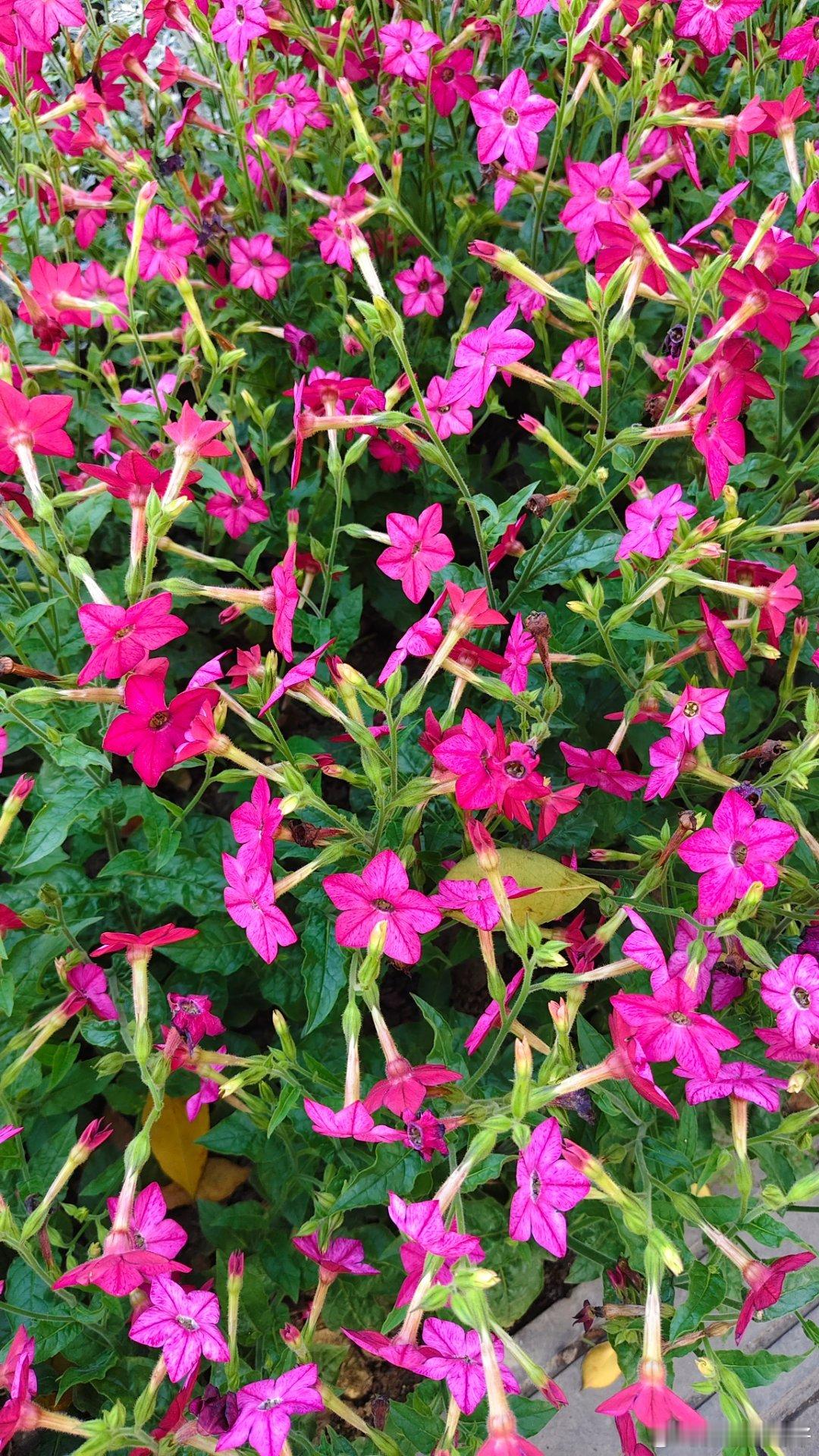 路边的小花花也好美植物科普