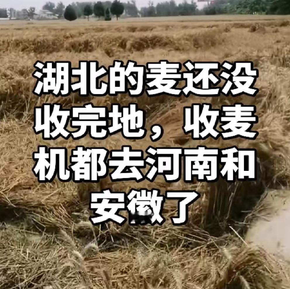 割四赔五，为什么今年湖北割麦子这么热闹。事情的经过是这样的：有个叫佳宇的农机手