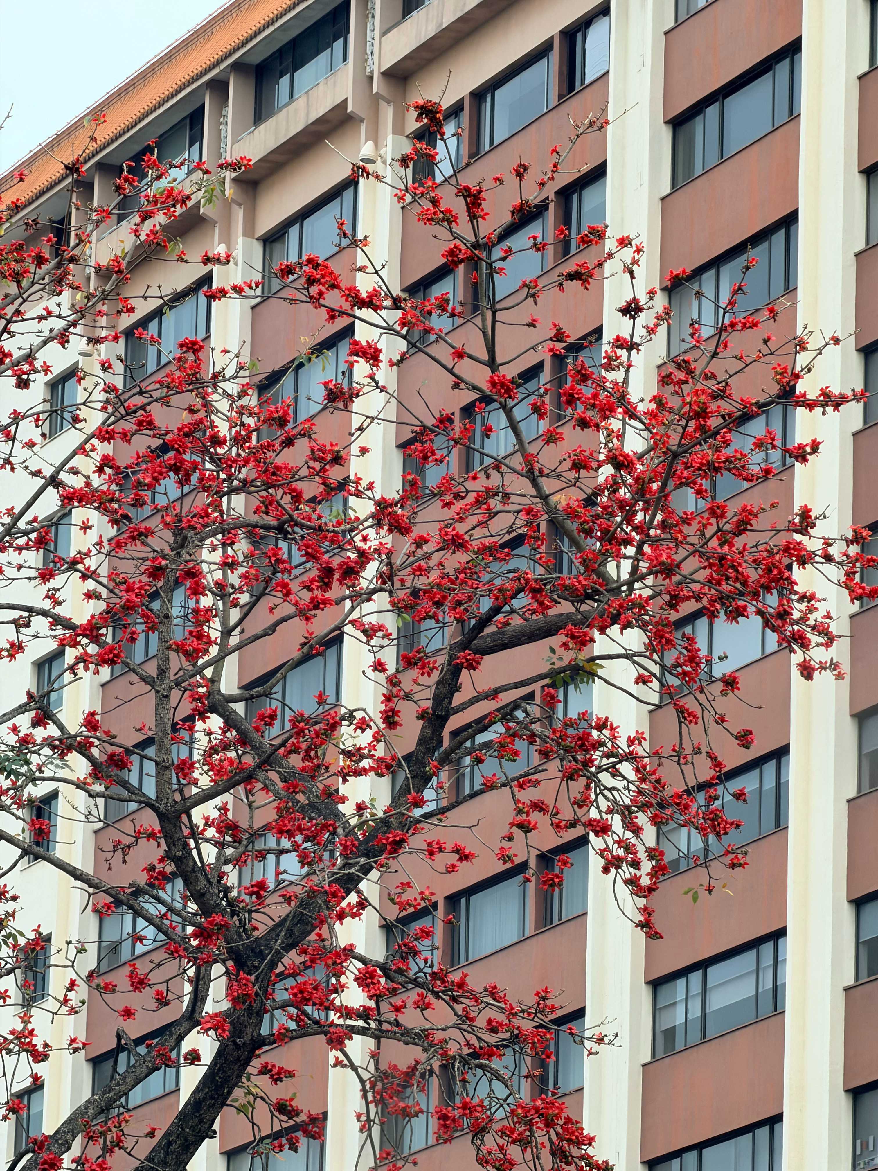 原来攀枝花就是木棉花