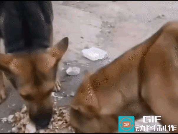 同情心泛滥结果就是被俩狗子一顿猛揍……